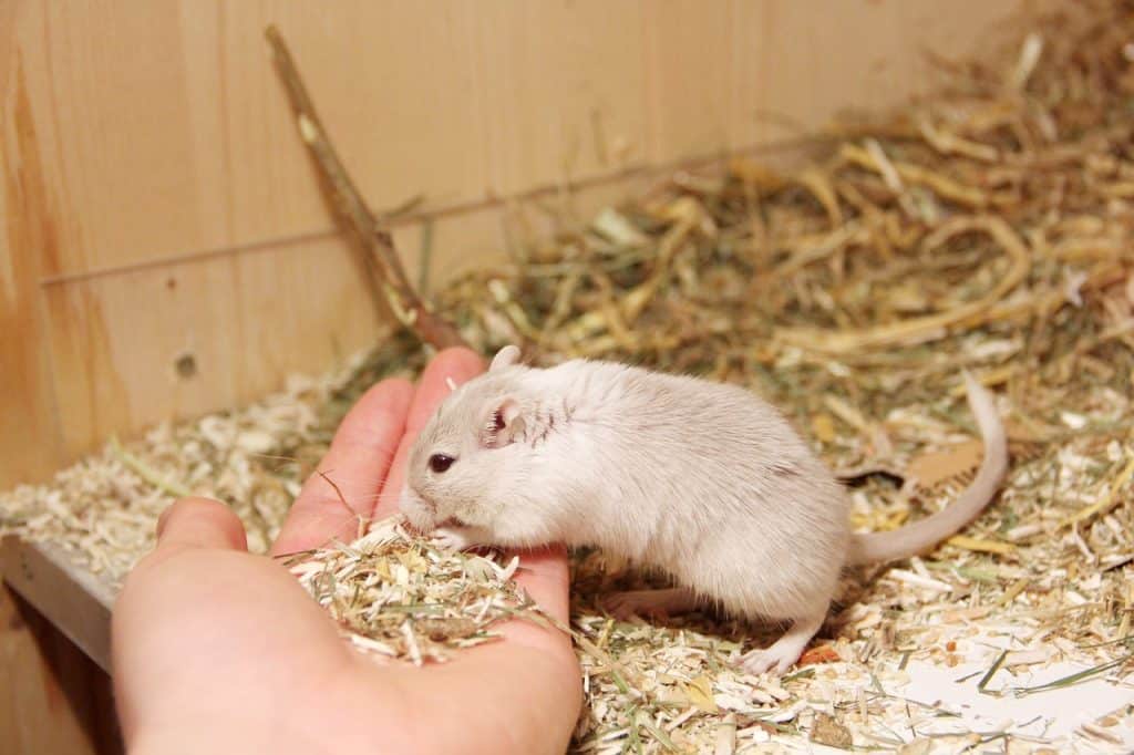 gerbil, tame, hand