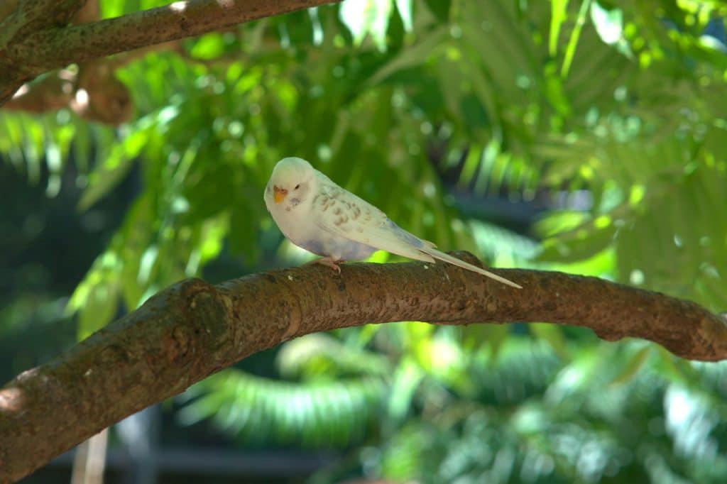 budgie, bird, parakeet