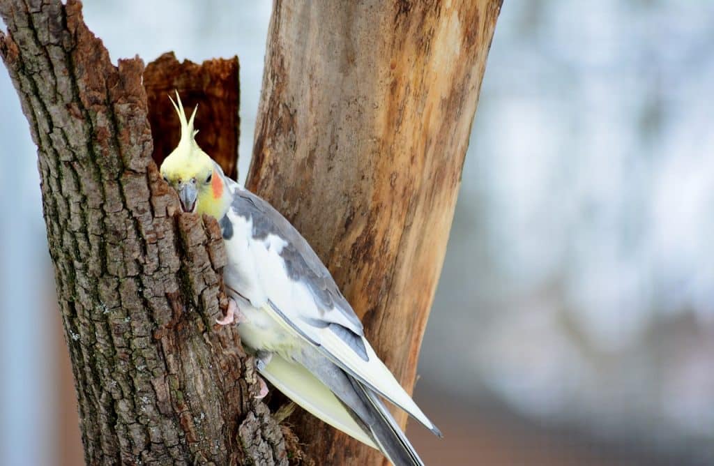 cockatiel, nature, parakeet