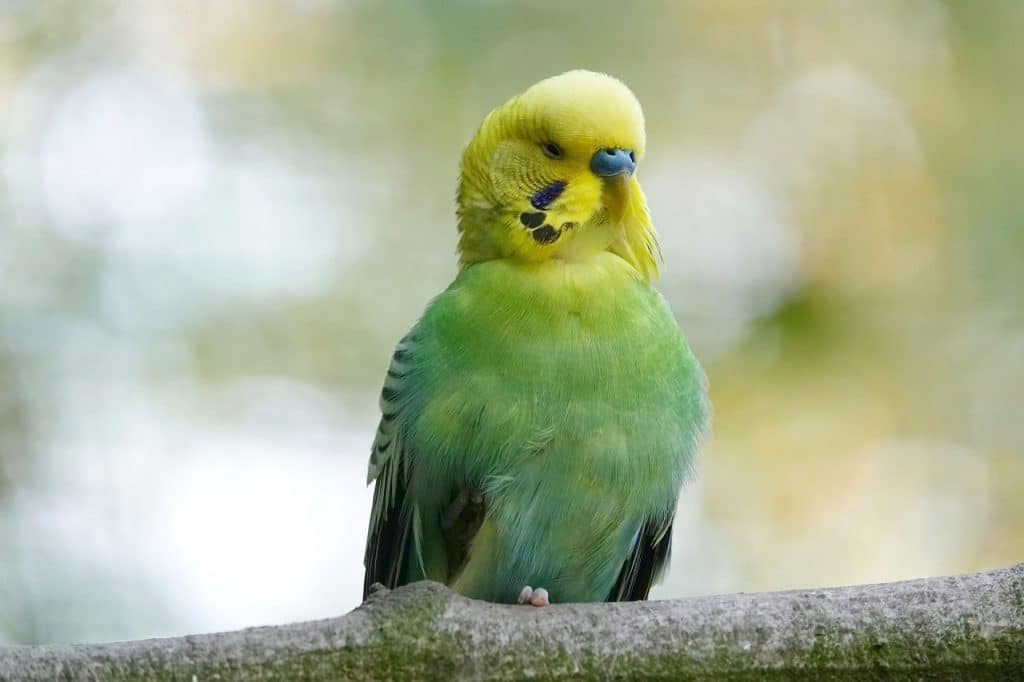 budgie, weary, half asleep