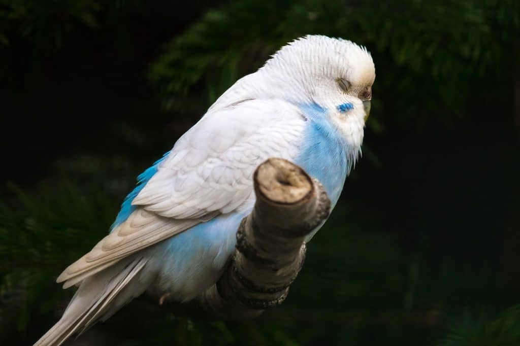 budgie, sleep, plumage