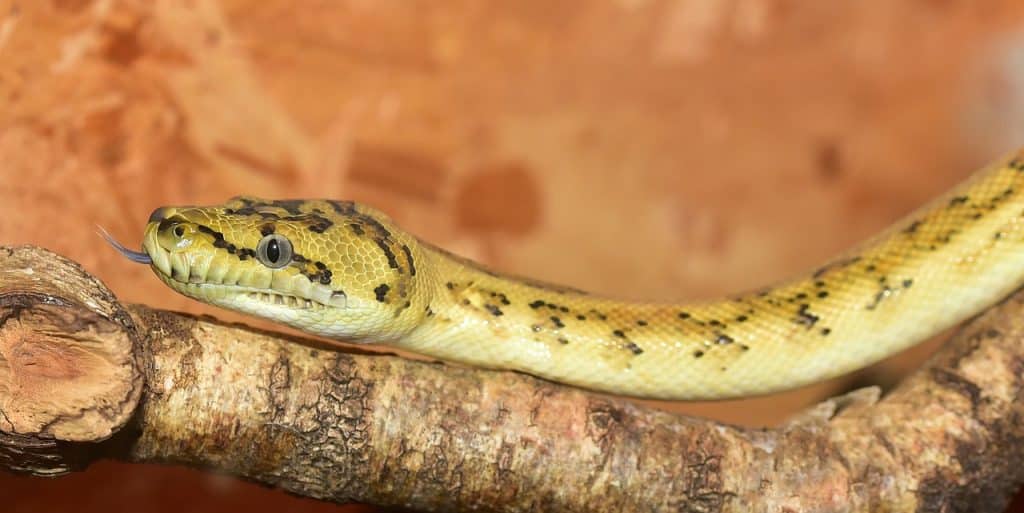 line, python, yellow