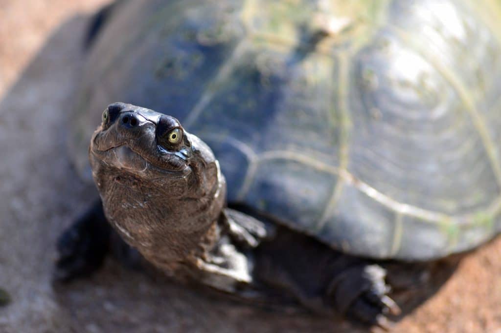 terrapin, turtle, zurtoise