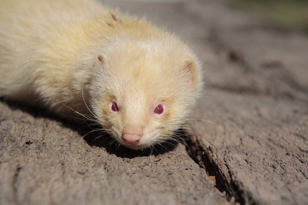 ferret, albino, animal