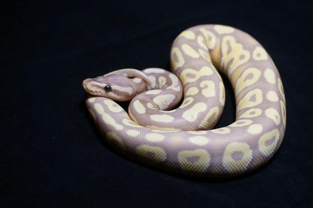 ball python, snake, reptile