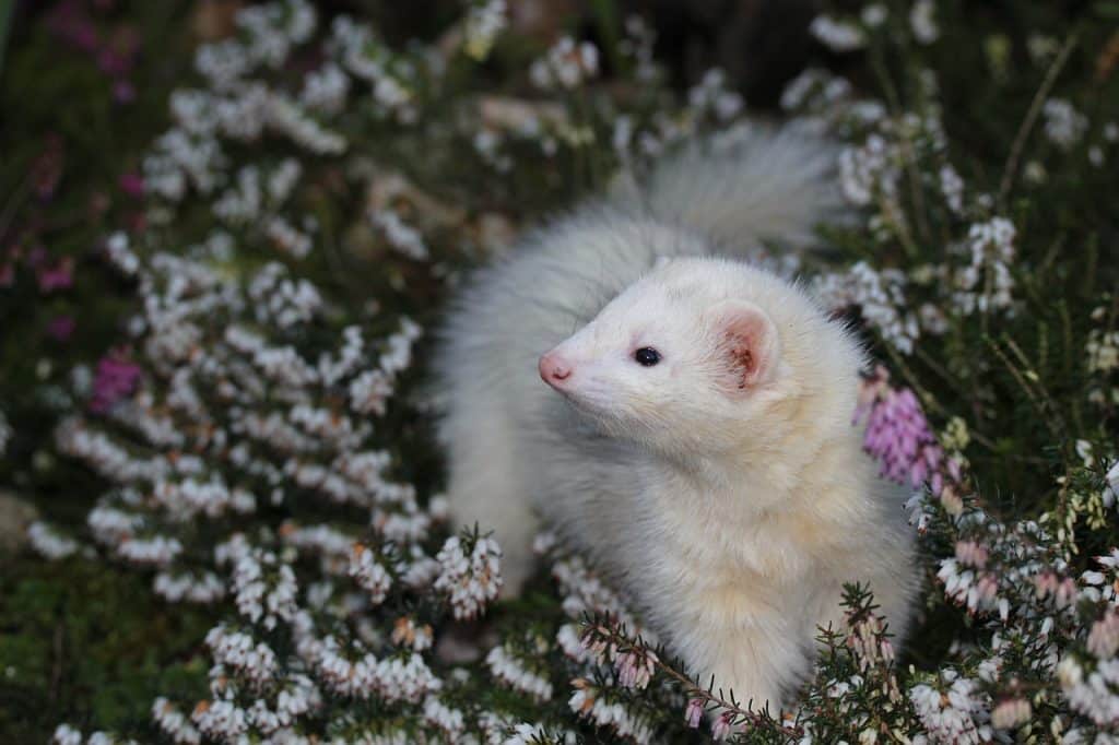 ferret, heather, animal