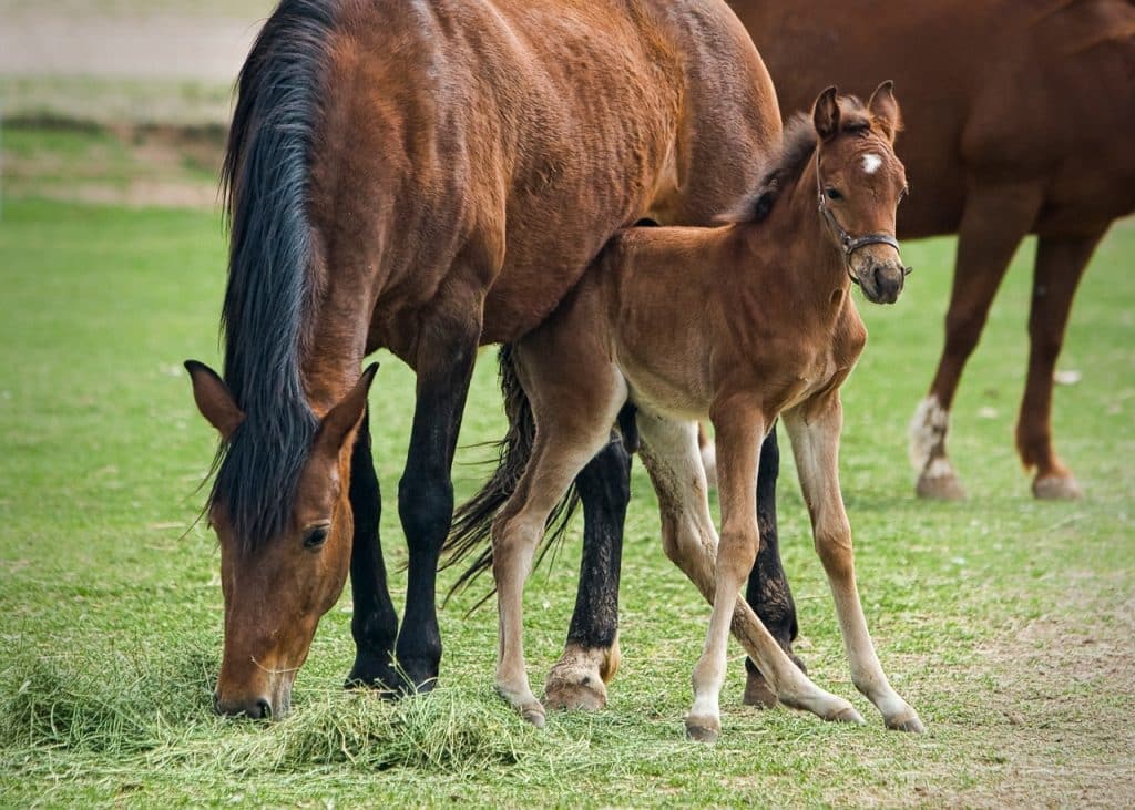 mare, foal, horse