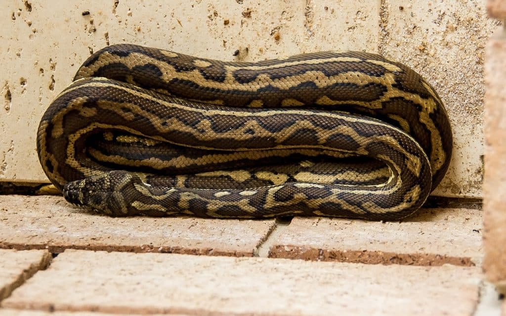 carpet python, python, coiled