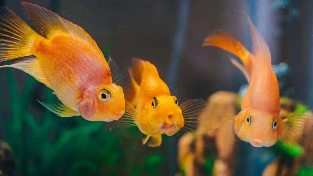 Oranda Goldfish: Facts, Varieties, Care Guide, & More - Pet Breeezy