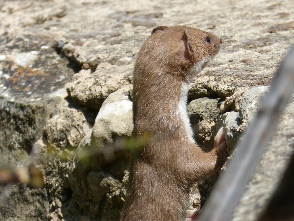 weasel, mostela, mustélido