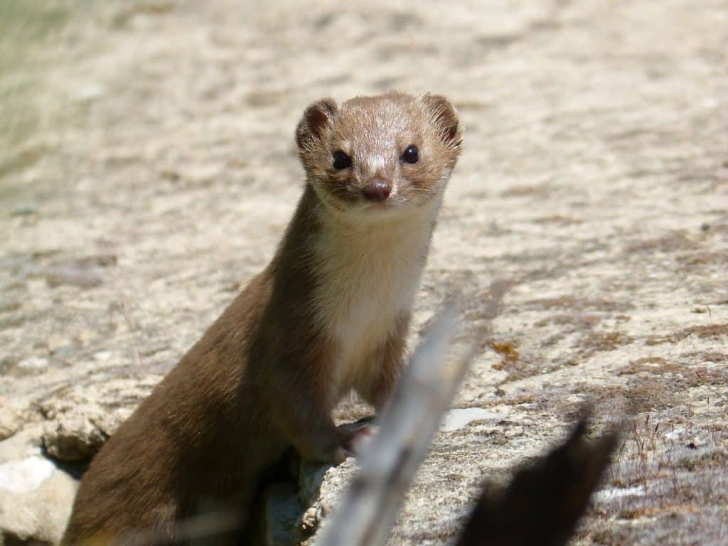 weasel, mostela, mustélido