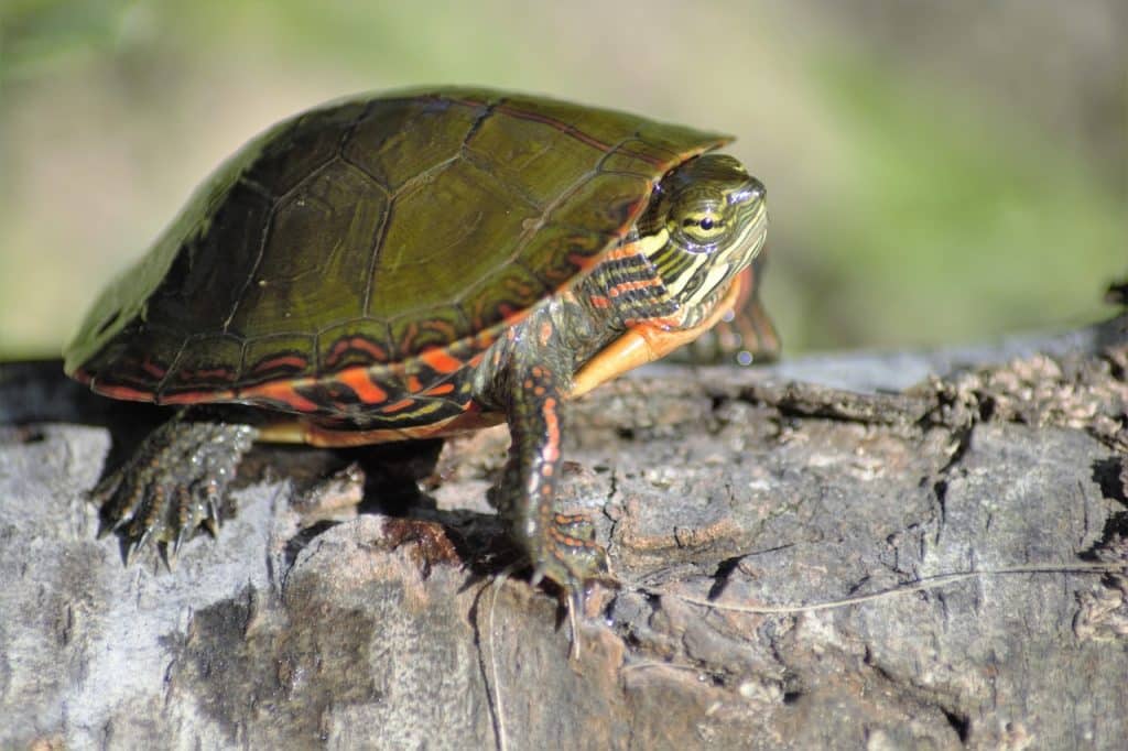 The Difference Between the Red-Eared Slider and the Painted Turtle ...