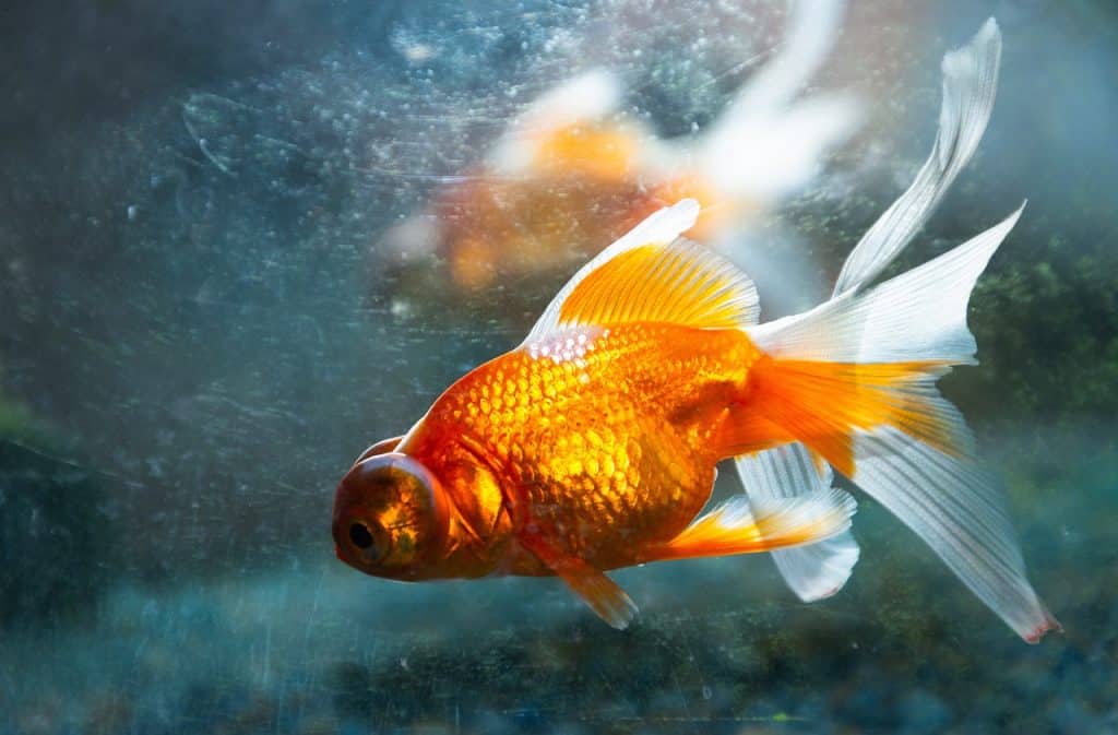 fish, goldfish, aquarium