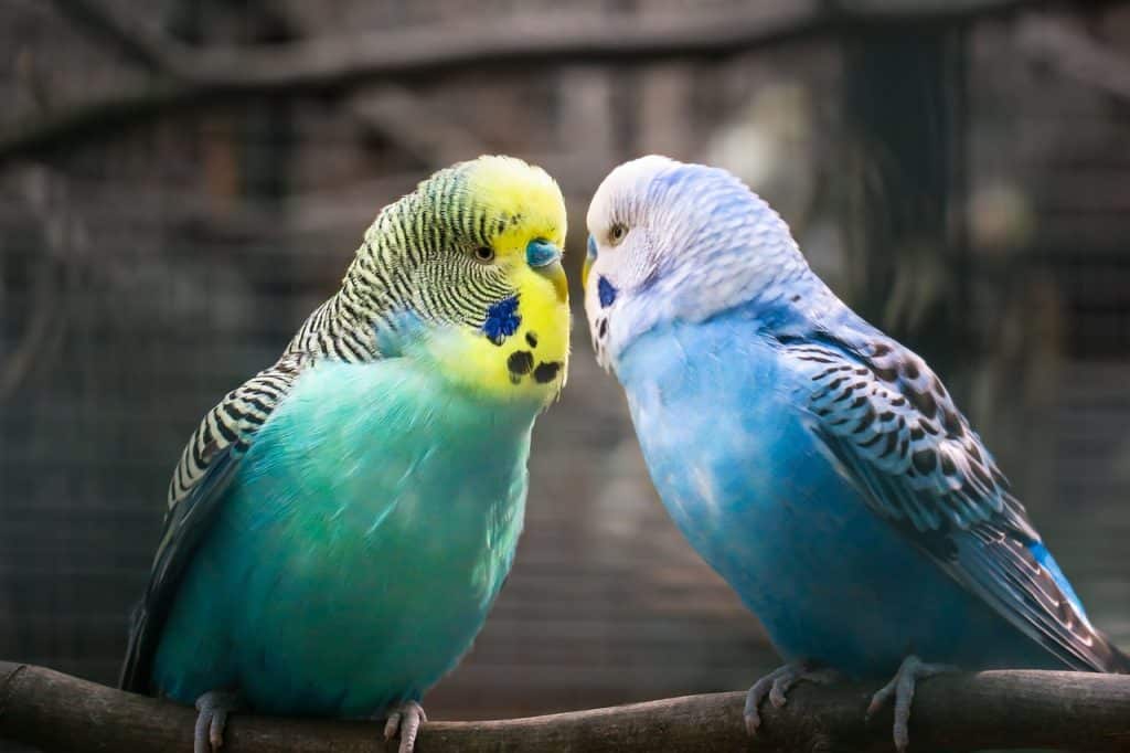 budgie, friendship, affection