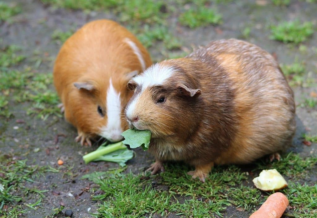 guinea pig, house guinea pigs, cavia porcellus shape
