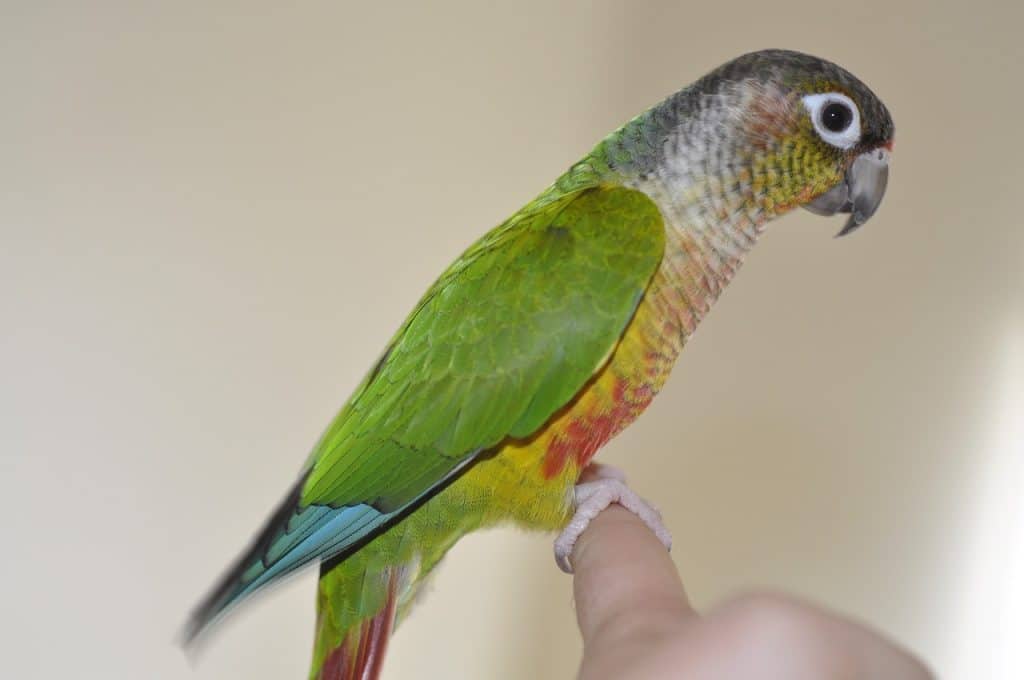 parrot, conure, green cheek conure