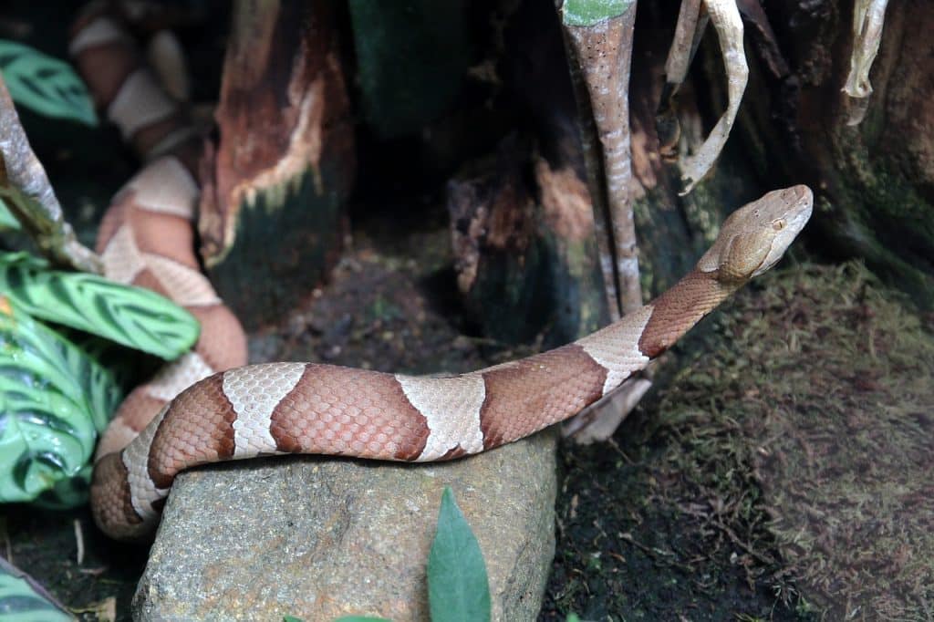 python, line, animal
