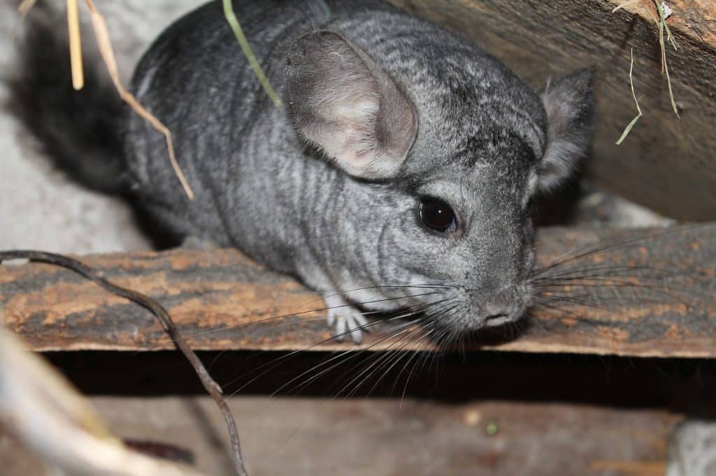 chinchilla, domestic animal, animal