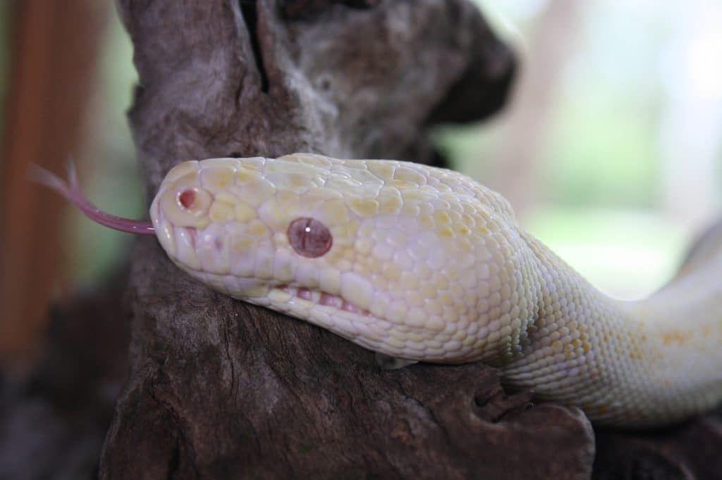 snake, lizard, yellow