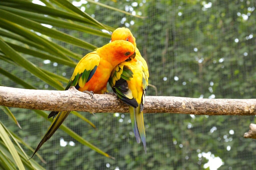 birds, conure, parrot