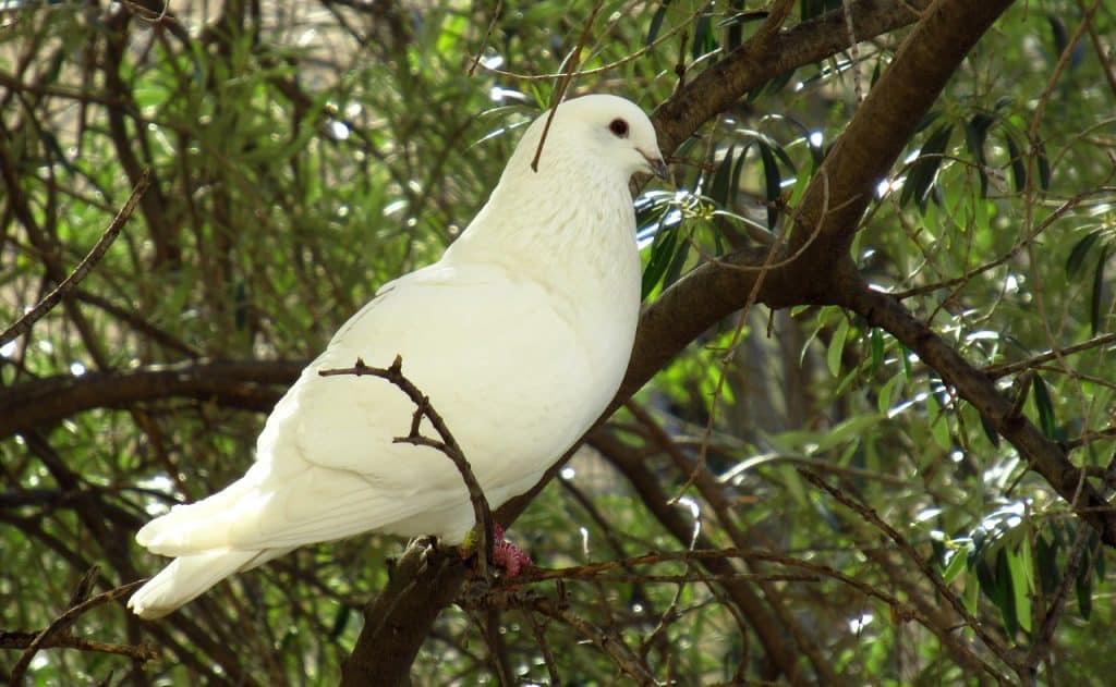 albino, pigeon, bird