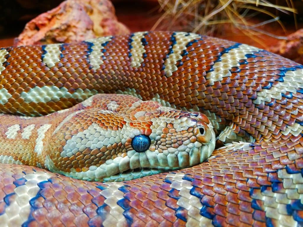 snake, python, orange scales