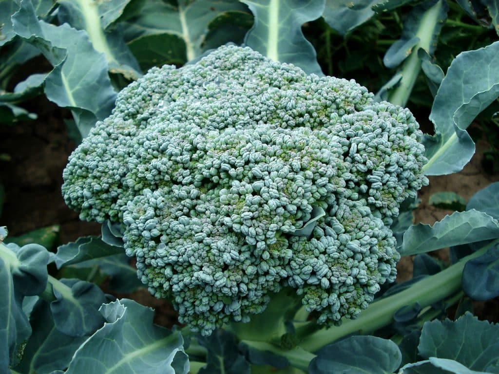 broccoli, vegetable, plant