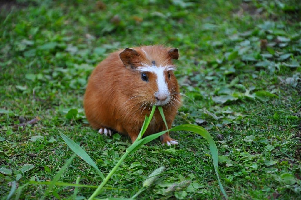 guinea pig, domestic animal, rodent