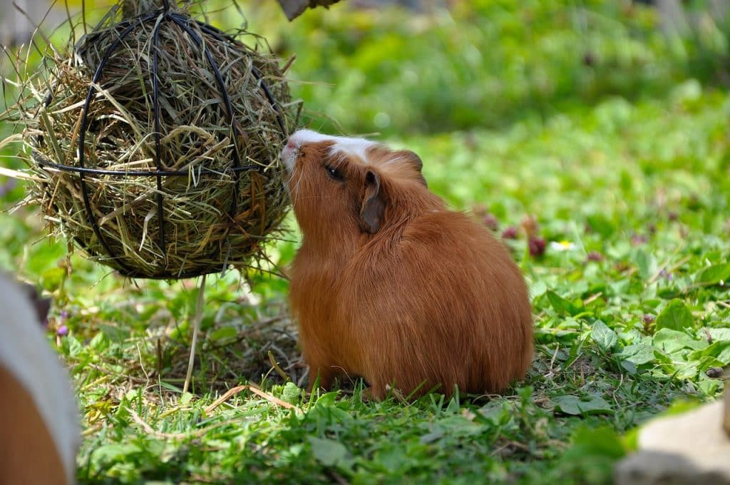 guinea pig, cub, domestic animal