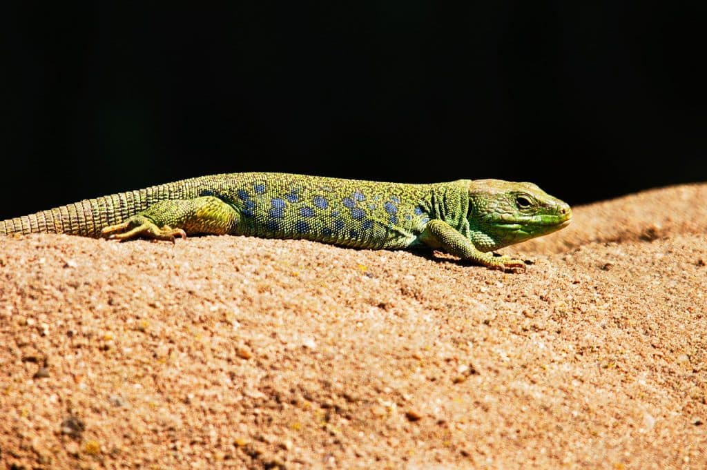 emerald lizard, lizard, animals