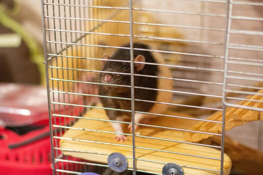 rat, cell, an animal in a cage
