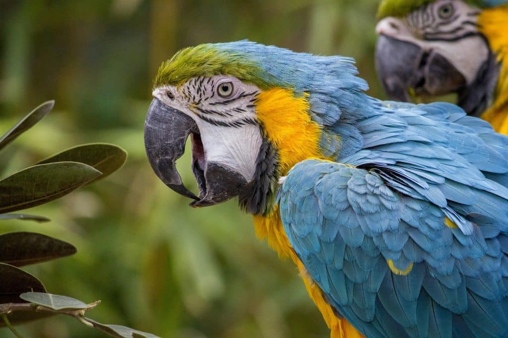 macaw, parrot, tropical