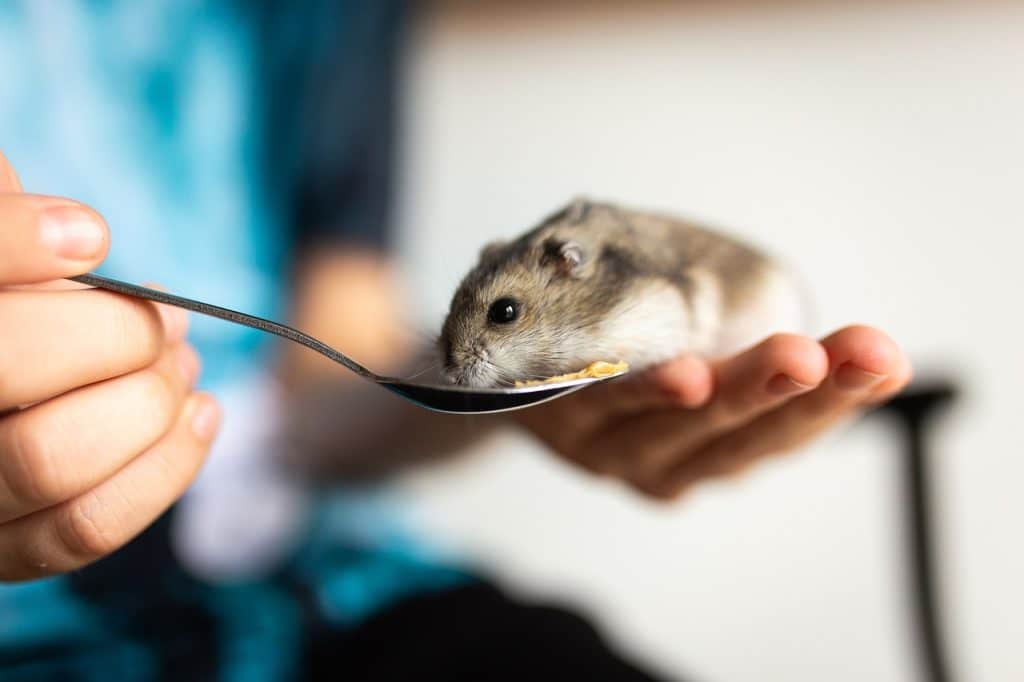 hamster, pet, mammal