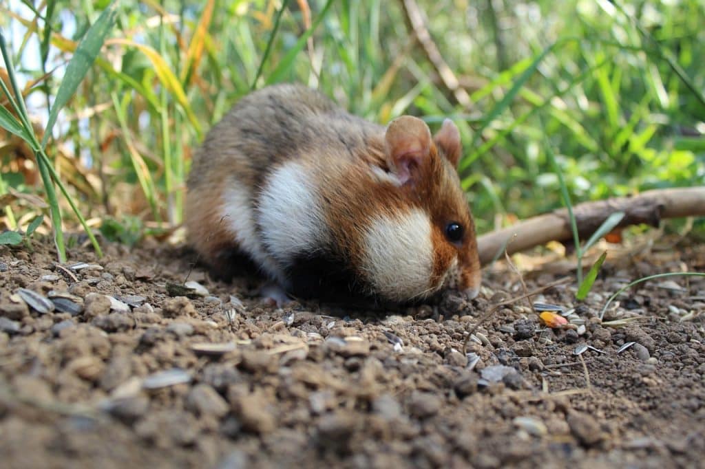 hamster, nature, animal