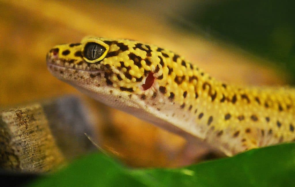 gecko, leopard gecko, lizard