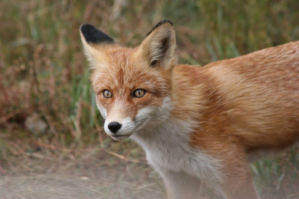 fox, animal, portrait