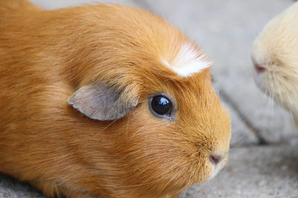 guinea pig, rodent, mammal