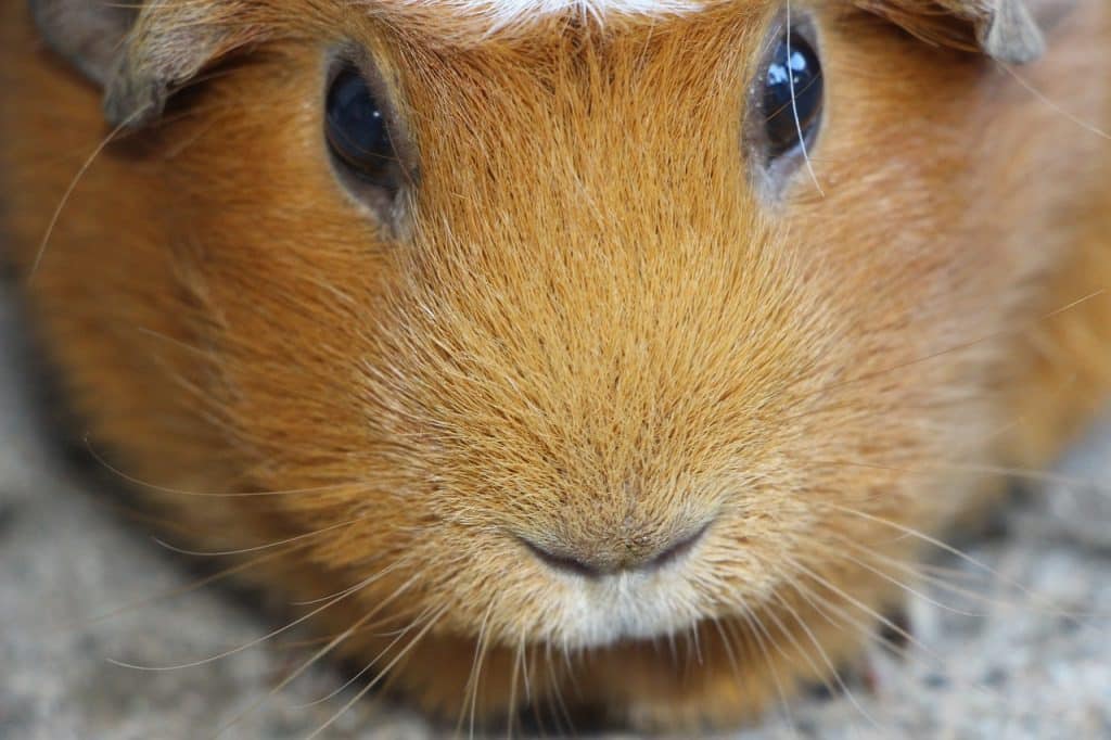 guinea pig, rodent, domestic animal
