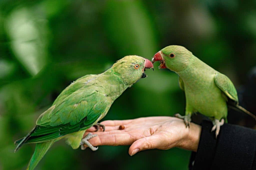 parrots, hand, park