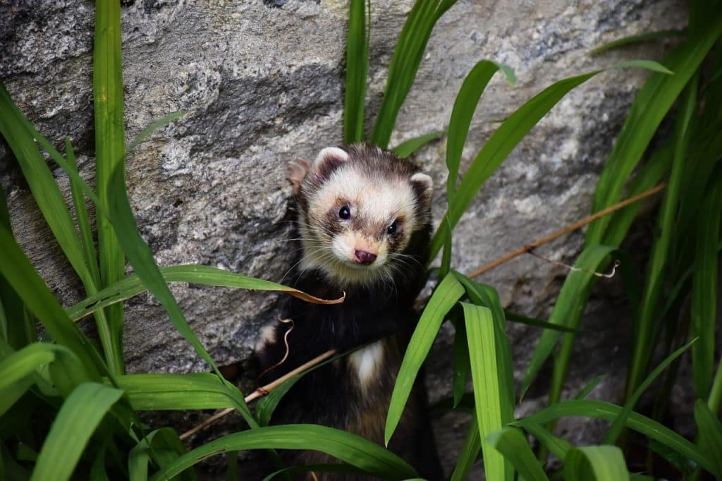 polecat, mustelid, mammals