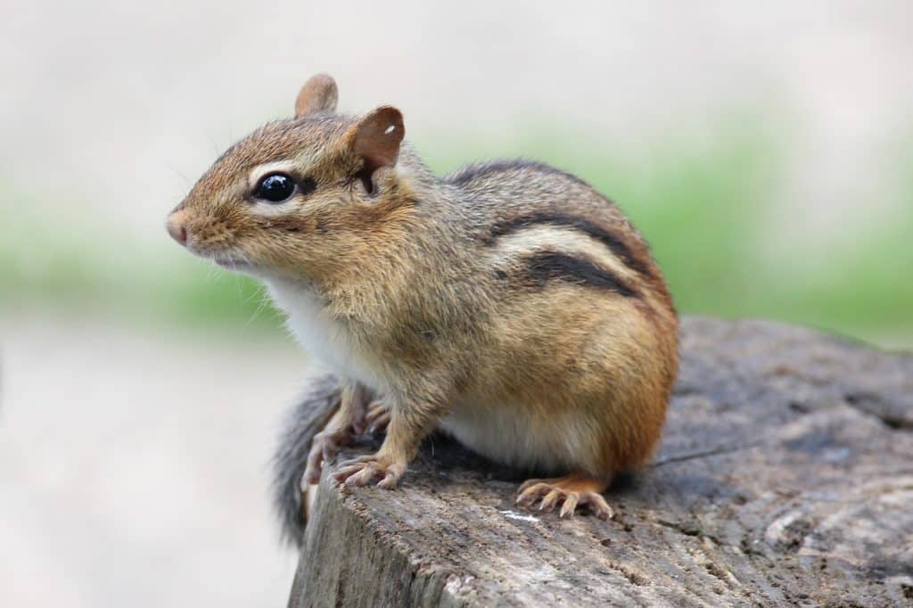 chipmunk, cute, furry