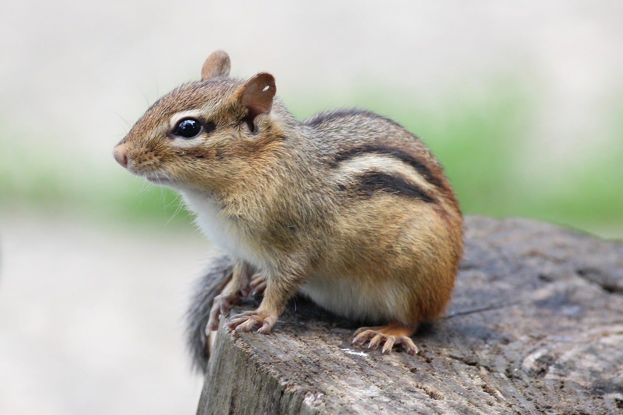 What do Chipmunks Consume Wildly and as Pets? Pet Breeezy
