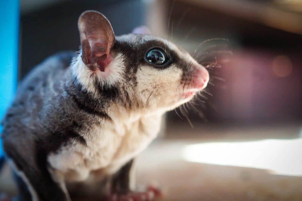 sugar glider, pet, marsupial