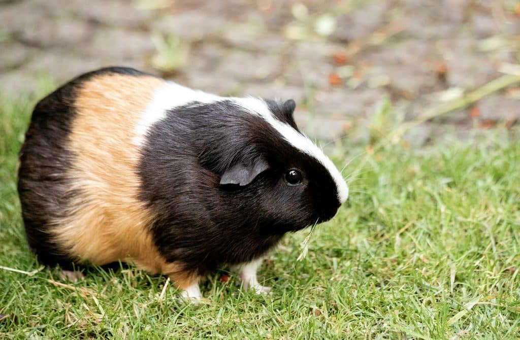 guinea pig, mammal, animal