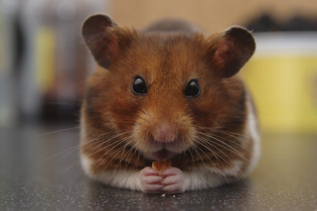 hamster, syrian hamster, golden hamster