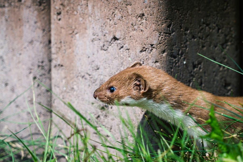 hd wallpaper, weasel, least weasel