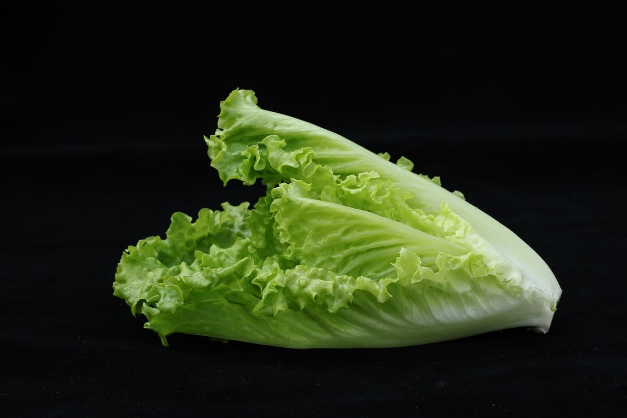 Can Hamsters Consume Romaine Lettuce? Here's What You Should Know
