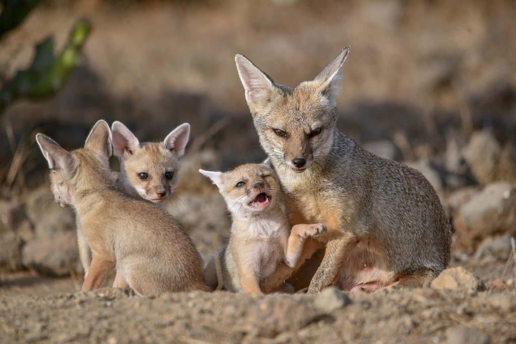 foxes, family, babies