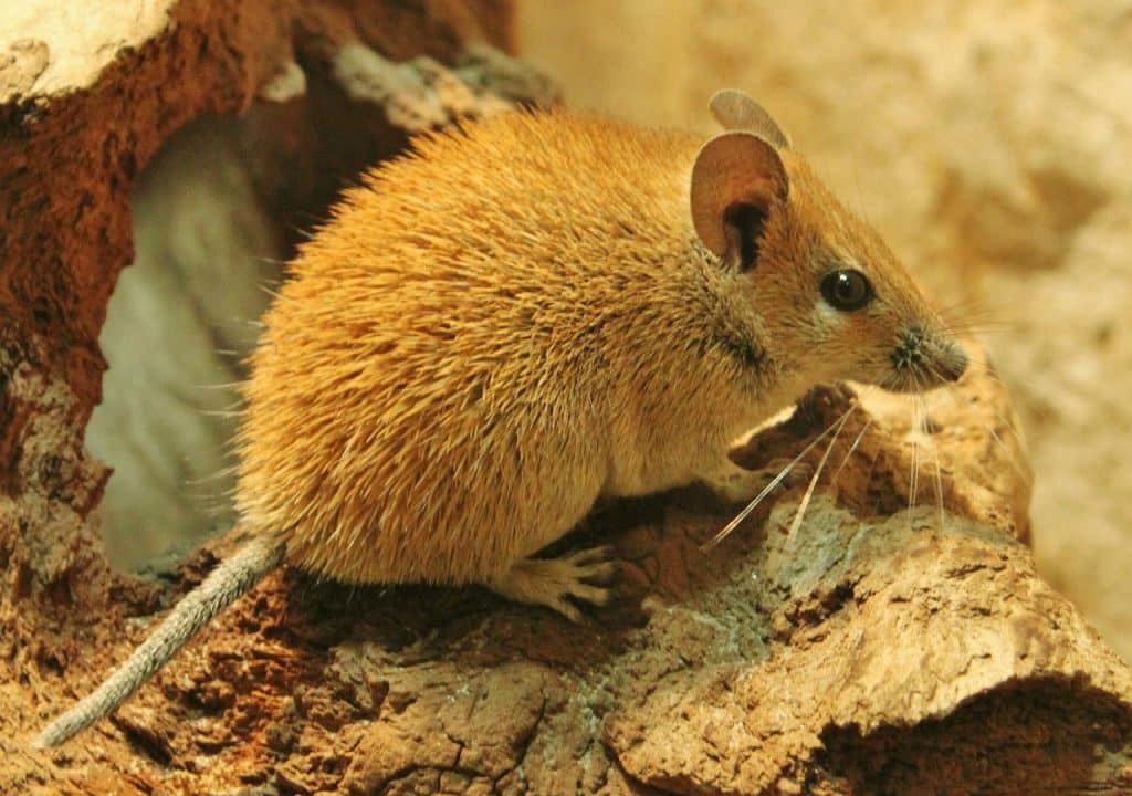 gerbil, mouse, animal