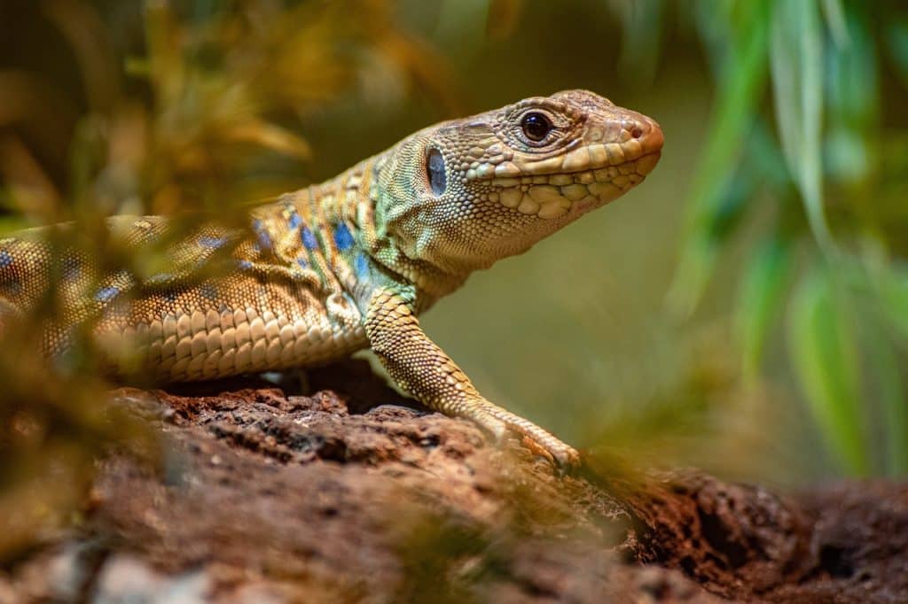 lizard, reptile, scaly